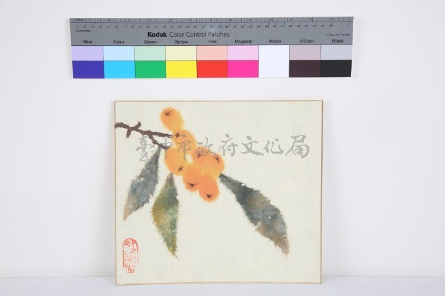 繪枇杷藏品圖，第1張
