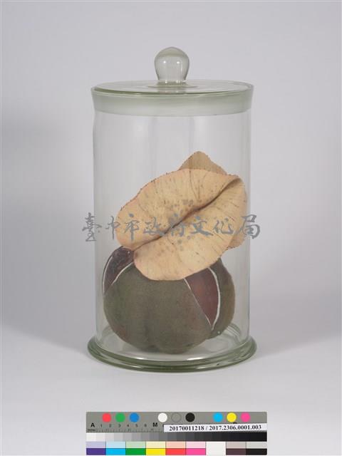 偏方-欒樹＋紅茶籽藏品圖，第3張