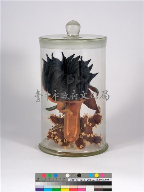 偏方-磨盤＋水丁香＋含羞藏品圖，第4張