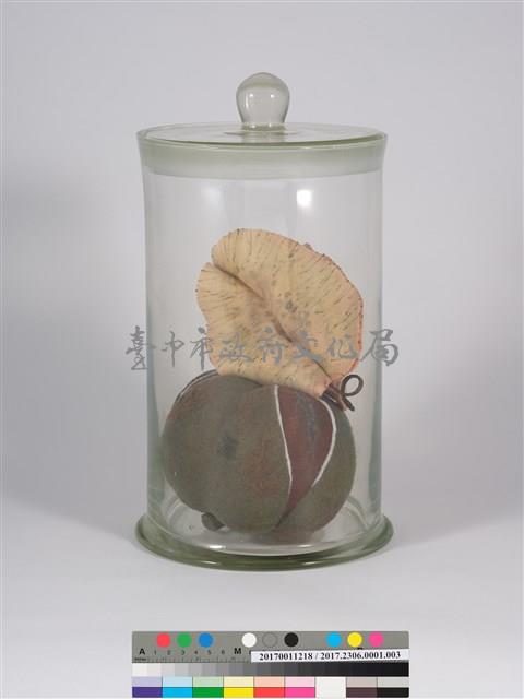 偏方-欒樹＋紅茶籽藏品圖，第2張