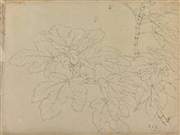 無花果  藏品圖，第1張