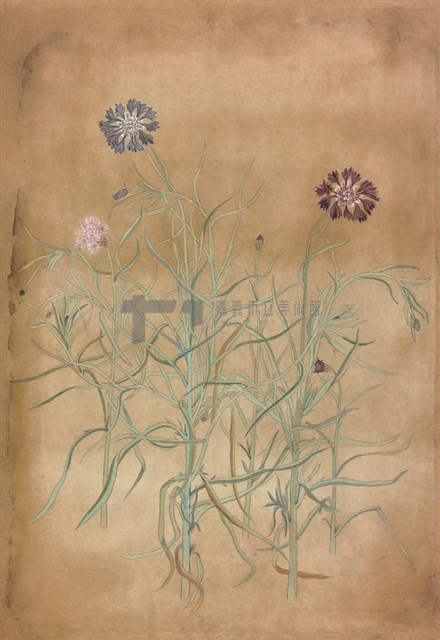 矢車菊藏品圖，第1張
