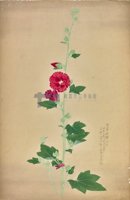 蜀葵 藏品圖，第1張