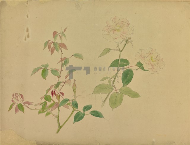 薔薇  藏品圖，第1張