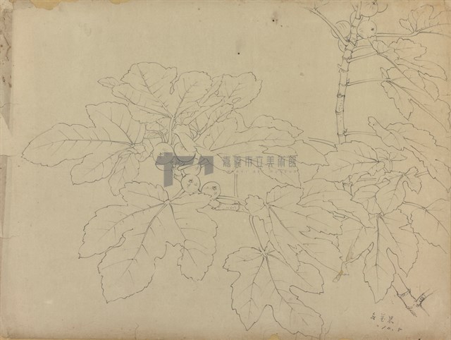 無花果  藏品圖，第1張