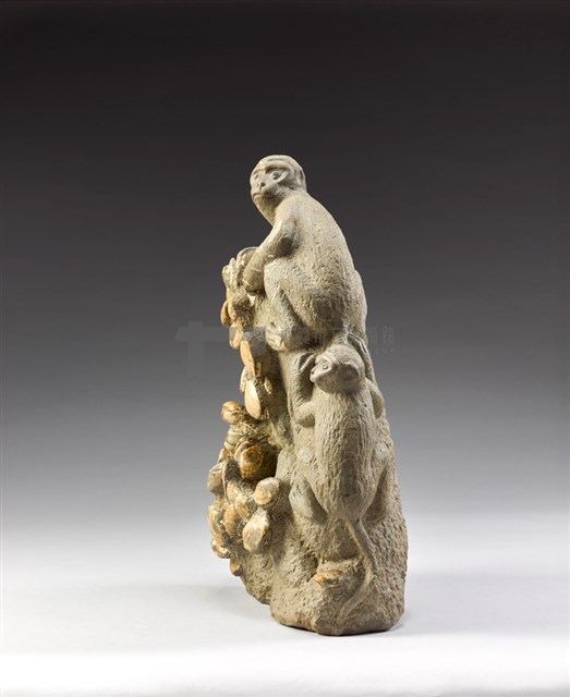 蛤蠣化石藏品圖，第4張