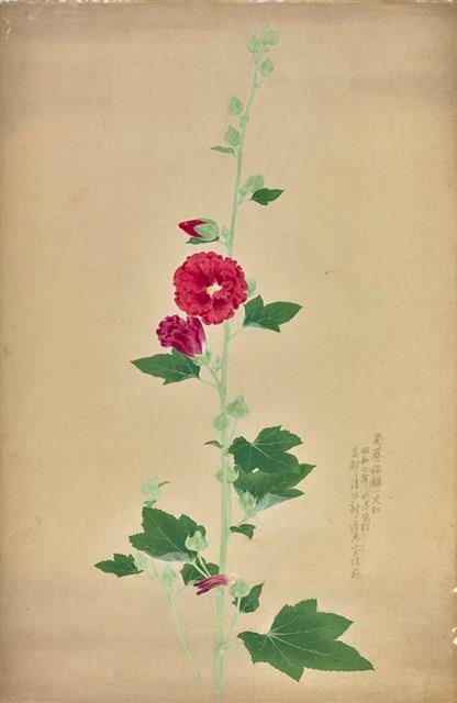 蜀葵 藏品圖，第1張