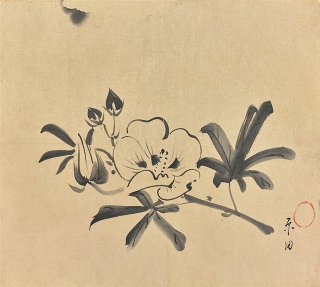 花及花苞藏品圖，第1張