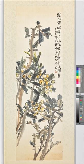 五月枇杷藏品圖，第1張