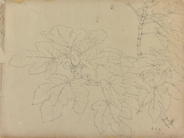 無花果  藏品圖，第1張