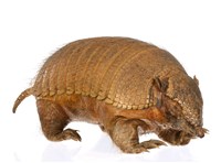 Large Hairy Armadillo Collection Image, Figure 1, Total 3 Figures