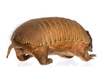 Large Hairy Armadillo Collection Image, Figure 2, Total 3 Figures