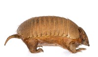 Large Hairy Armadillo Collection Image, Figure 3, Total 3 Figures