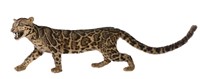Clouded Leopard Collection Image, Figure 2, Total 9 Figures