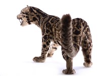 Clouded Leopard Collection Image, Figure 3, Total 9 Figures