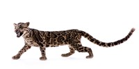 Clouded Leopard Collection Image, Figure 6, Total 9 Figures