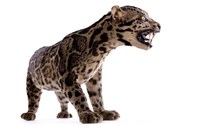 Clouded Leopard Collection Image, Figure 7, Total 9 Figures