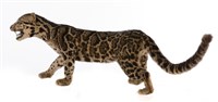 Clouded Leopard Collection Image, Figure 8, Total 9 Figures