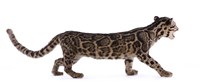 Clouded Leopard Collection Image, Figure 9, Total 9 Figures