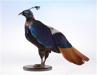 Himalayan Monal Collection Image, Figure 2, Total 10 Figures