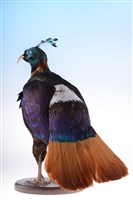 Himalayan Monal Collection Image, Figure 3, Total 10 Figures