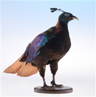 Himalayan Monal Collection Image, Figure 5, Total 10 Figures