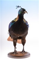Himalayan Monal Collection Image, Figure 6, Total 10 Figures