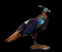 Himalayan Monal Collection Image, Figure 9, Total 10 Figures