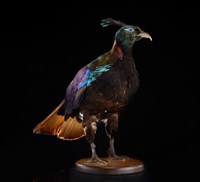 Himalayan Monal Collection Image, Figure 10, Total 10 Figures