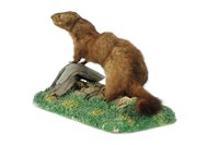 American Mink Collection Image, Figure 2, Total 3 Figures