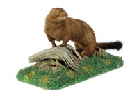 美洲水貂的圖片