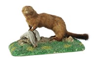 American Mink Collection Image, Figure 3, Total 3 Figures