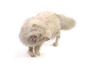 Arctic Fox Collection Image, Figure 2, Total 3 Figures