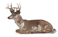 White-tailed Deer Collection Image, Figure 2, Total 3 Figures