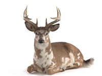 White-tailed Deer Collection Image, Figure 1, Total 3 Figures