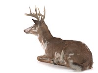 White-tailed Deer Collection Image, Figure 3, Total 3 Figures