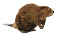 American Beaver Collection Image, Figure 3, Total 4 Figures