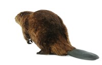 American Beaver Collection Image, Figure 4, Total 4 Figures