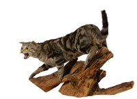 Domestic Cat Collection Image, Figure 3, Total 3 Figures