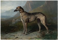 波瑞爾狗的圖片