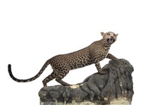 Leopard Collection Image, Figure 1, Total 3 Figures