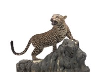 Leopard Collection Image, Figure 2, Total 3 Figures