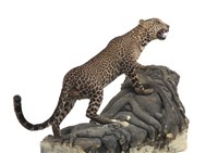 Leopard Collection Image, Figure 3, Total 3 Figures
