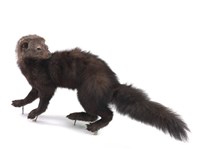 Fisher Collection Image, Figure 1, Total 3 Figures