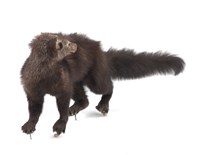 Fisher Collection Image, Figure 2, Total 3 Figures
