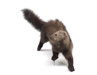 Fisher Collection Image, Figure 2, Total 3 Figures