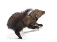 Fisher Collection Image, Figure 3, Total 3 Figures