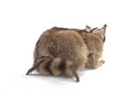 Raccoon Collection Image, Figure 3, Total 3 Figures