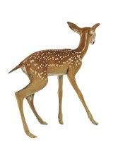 White-tailed Deer Collection Image, Figure 4, Total 4 Figures