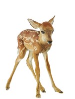 White-tailed Deer Collection Image, Figure 3, Total 4 Figures